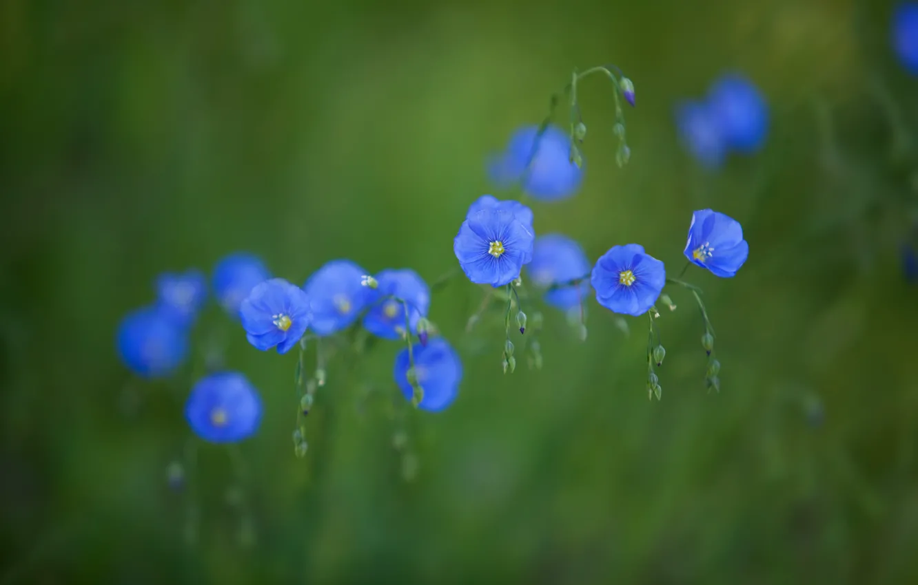 Photo wallpaper flowers, green, background, blue