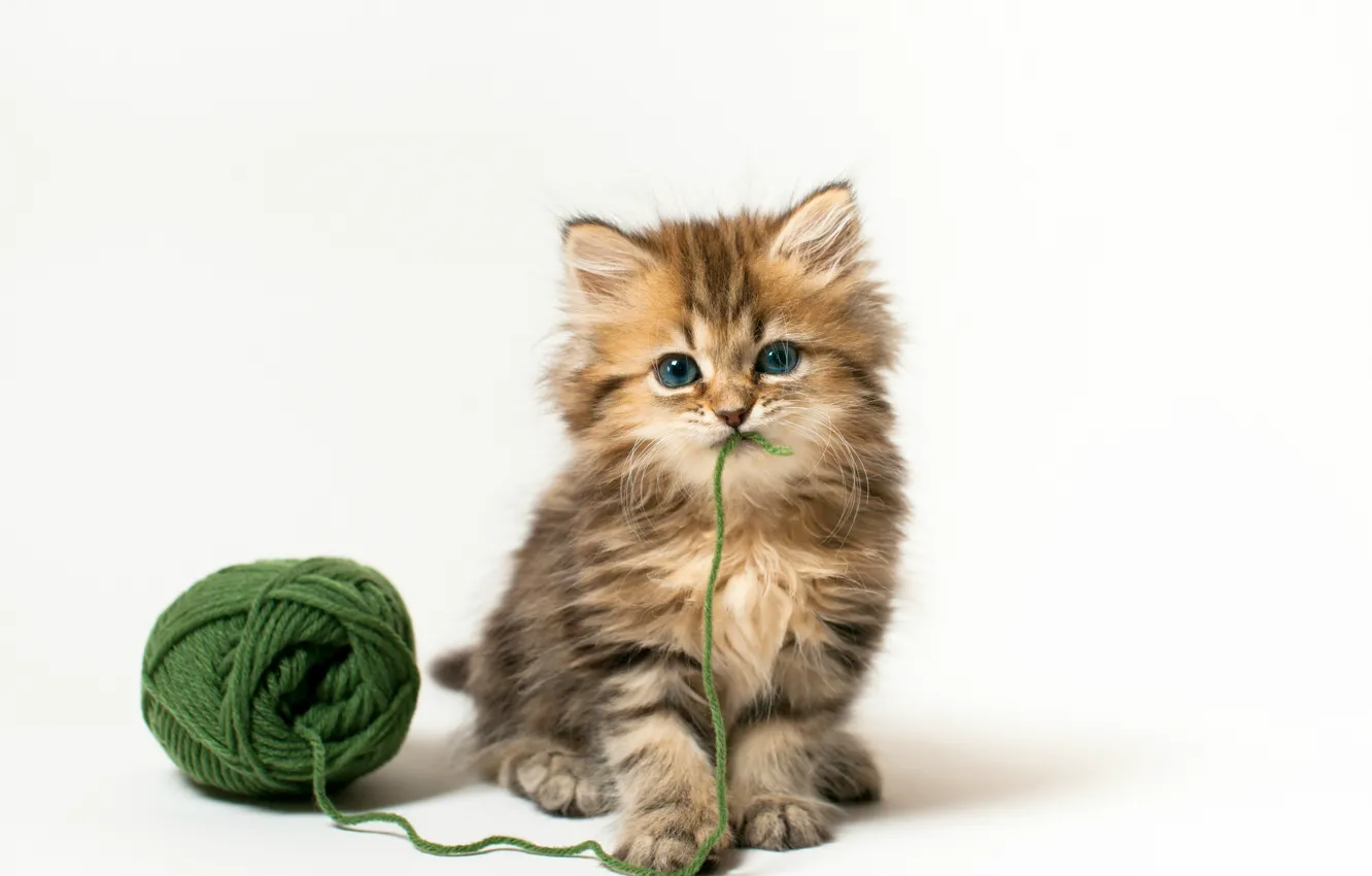 Photo wallpaper cat, tangle, kitty, the game, white background, Daisy, © Benjamin Torode, green thread