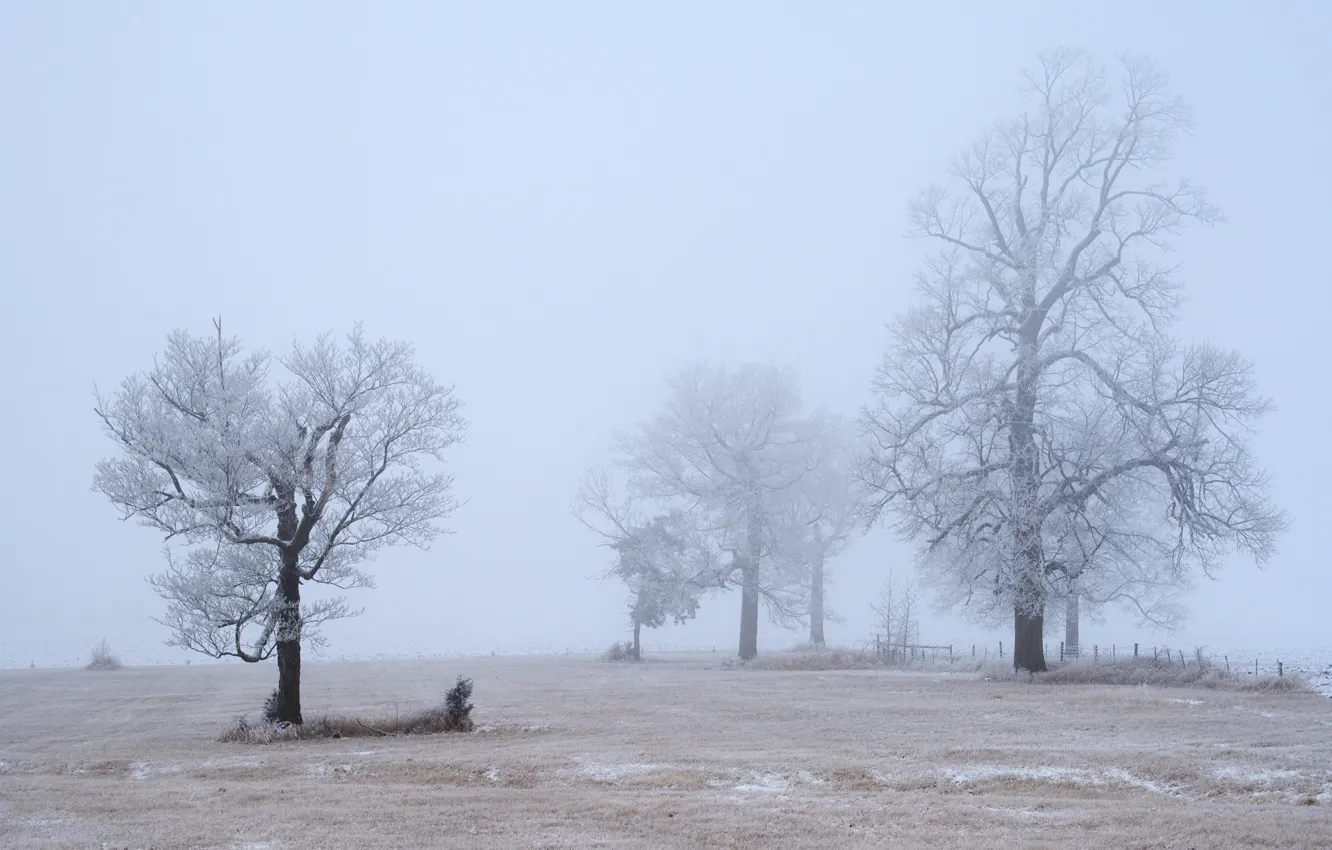 Photo wallpaper frost, trees, morning