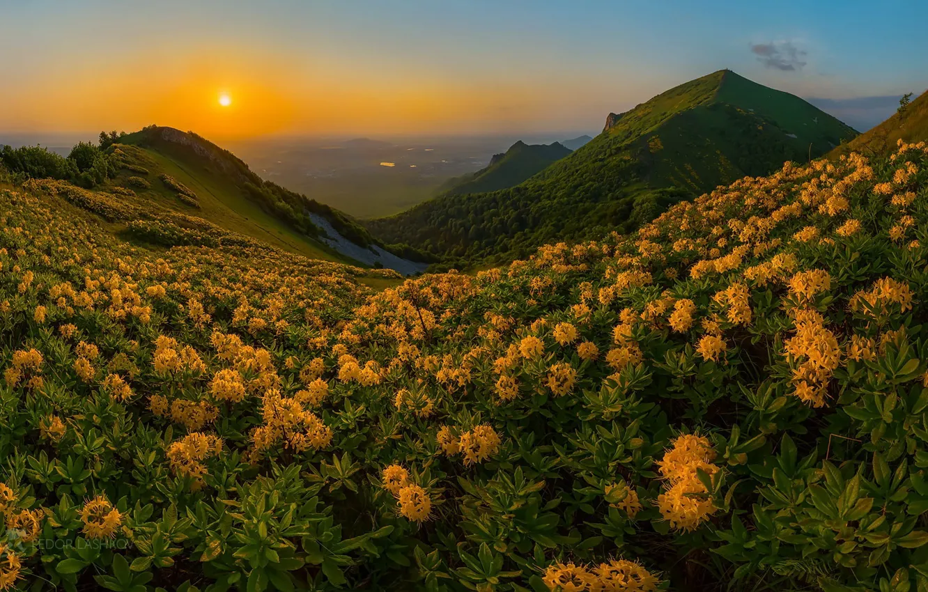 Photo wallpaper sunset, flowers, mountains, nature