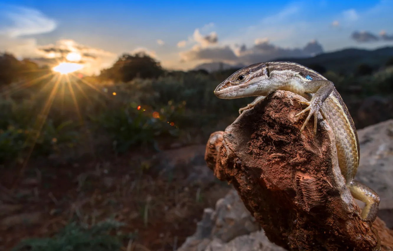 Photo wallpaper the sky, grass, the sun, clouds, macro, rays, light, trees