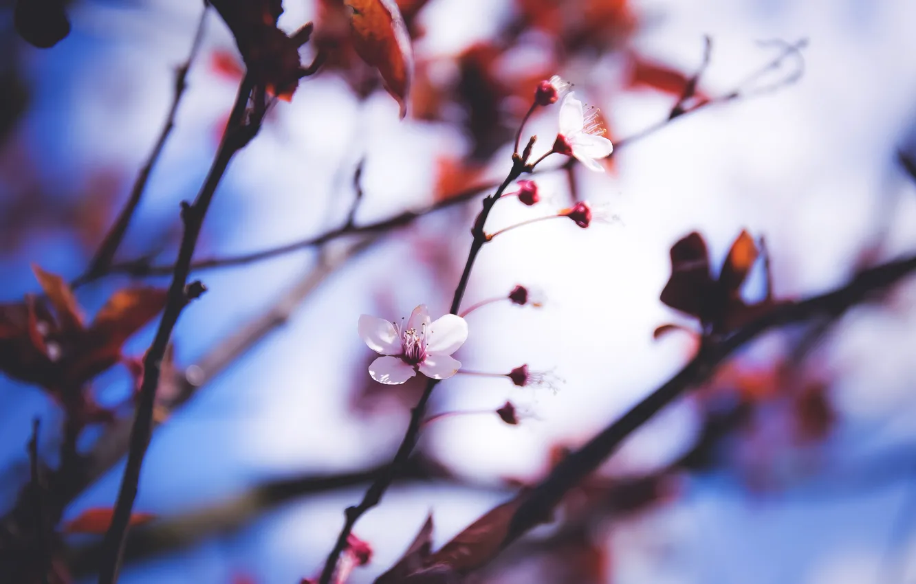 Photo wallpaper flowers, branches, nature, plant, spring, garden, blooms, flower