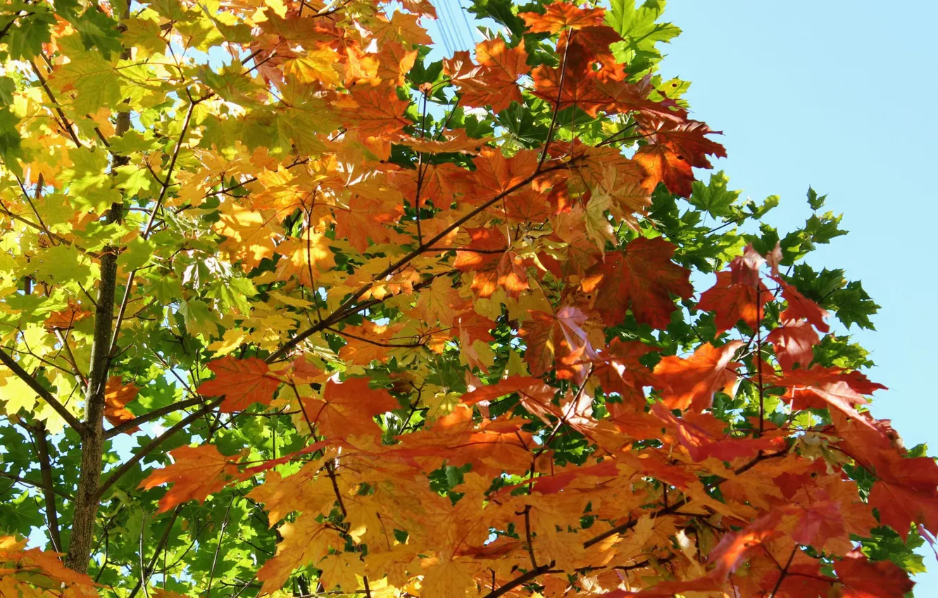 Photo wallpaper Autumn, Leaves, Maple