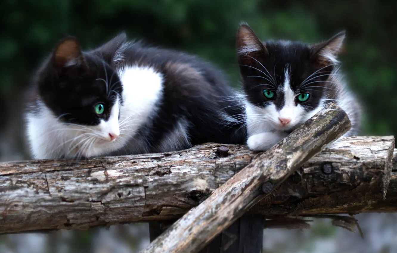 Photo wallpaper cat, look, pose, kitty, face, a couple, two kittens