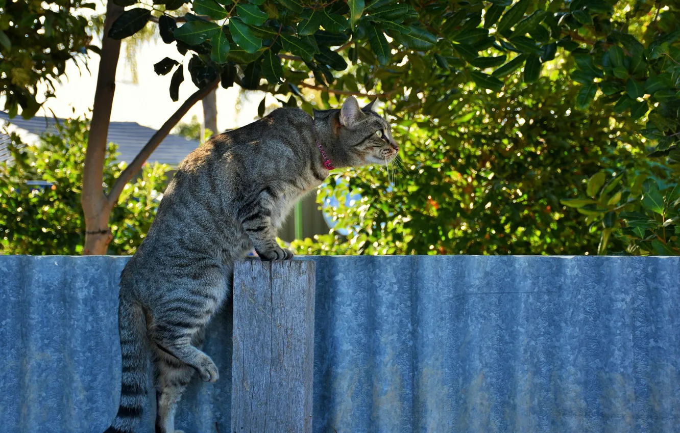 Photo wallpaper cat, nature, the fence