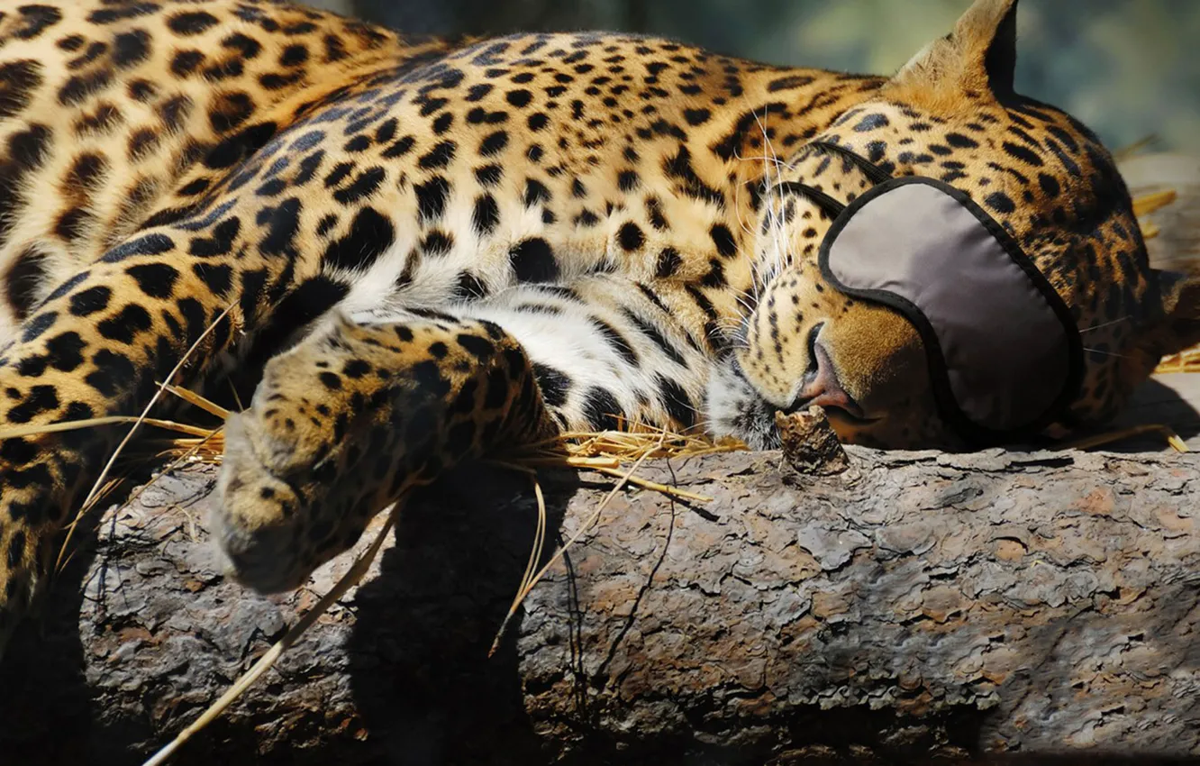 Photo wallpaper cat, leopard, sleeping, headband