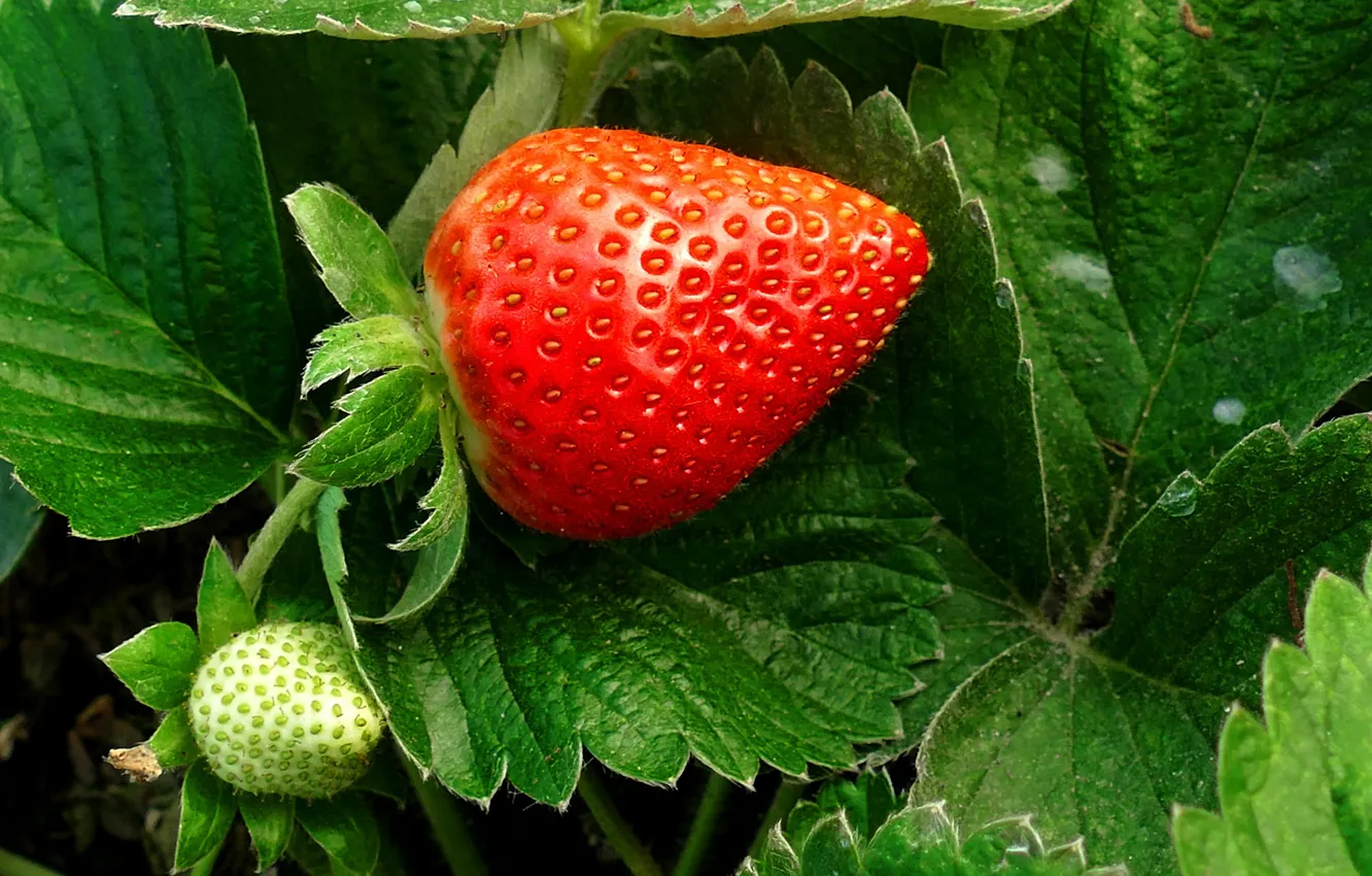 Photo wallpaper leaves, macro, berries, strawberry