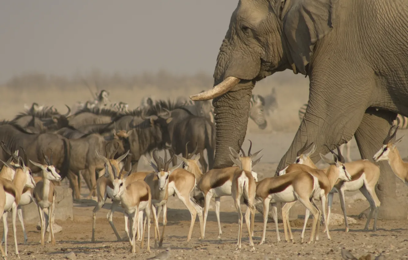 Photo wallpaper animals, elephant, Savannah, the herd, antelope, Etosha national Park
