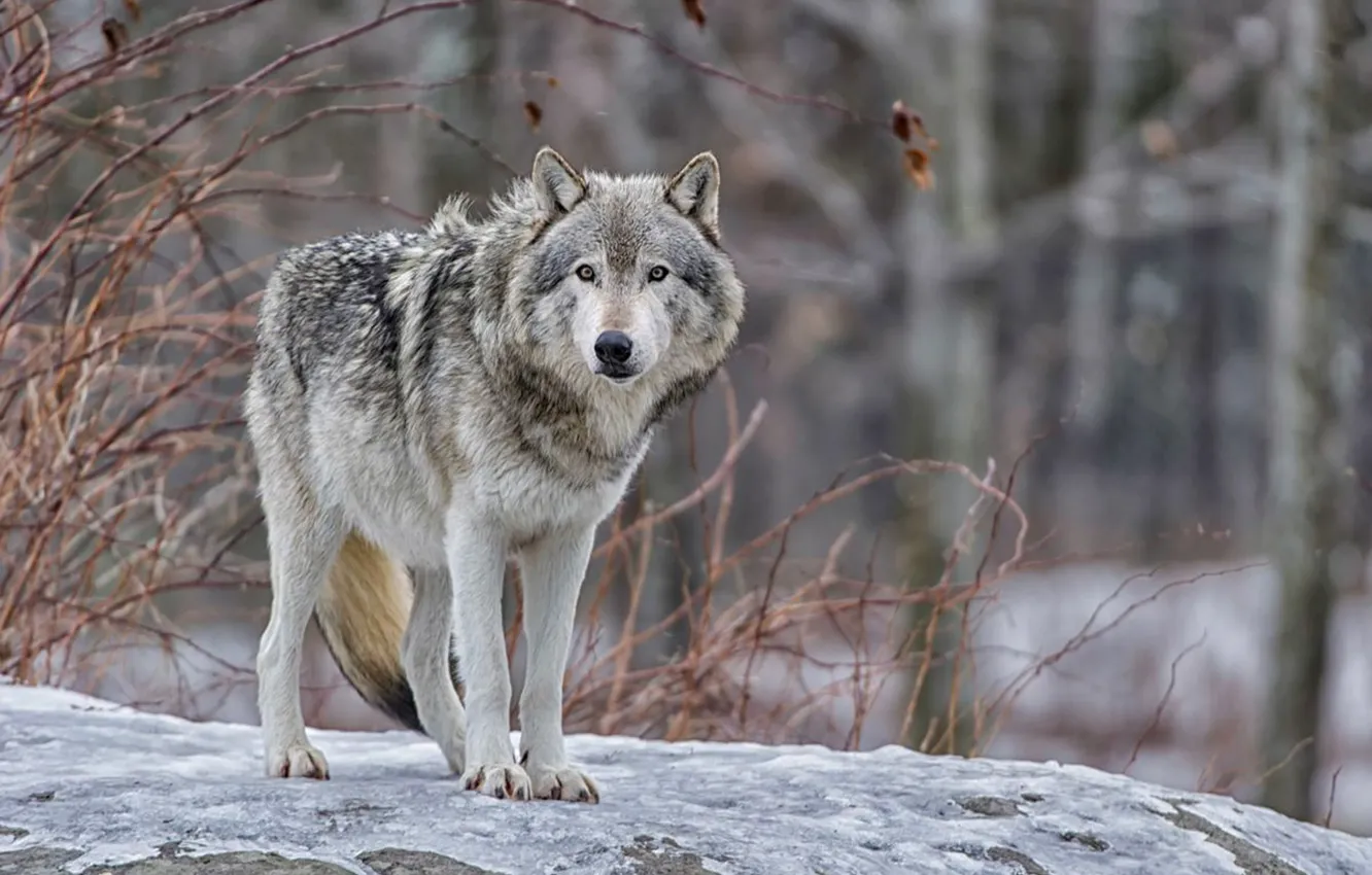 Photo wallpaper Predator, nature, animal, wolf, wildlife, portrait, portrait., Canis lupus. face