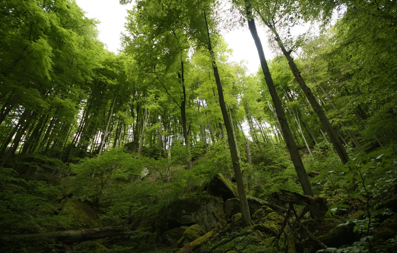 Photo wallpaper forest, trees, nature, forest, trees, nature