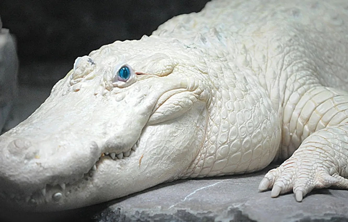Photo wallpaper white, blue, eyed, animal themes, one animal, Rare Albino Crocodile