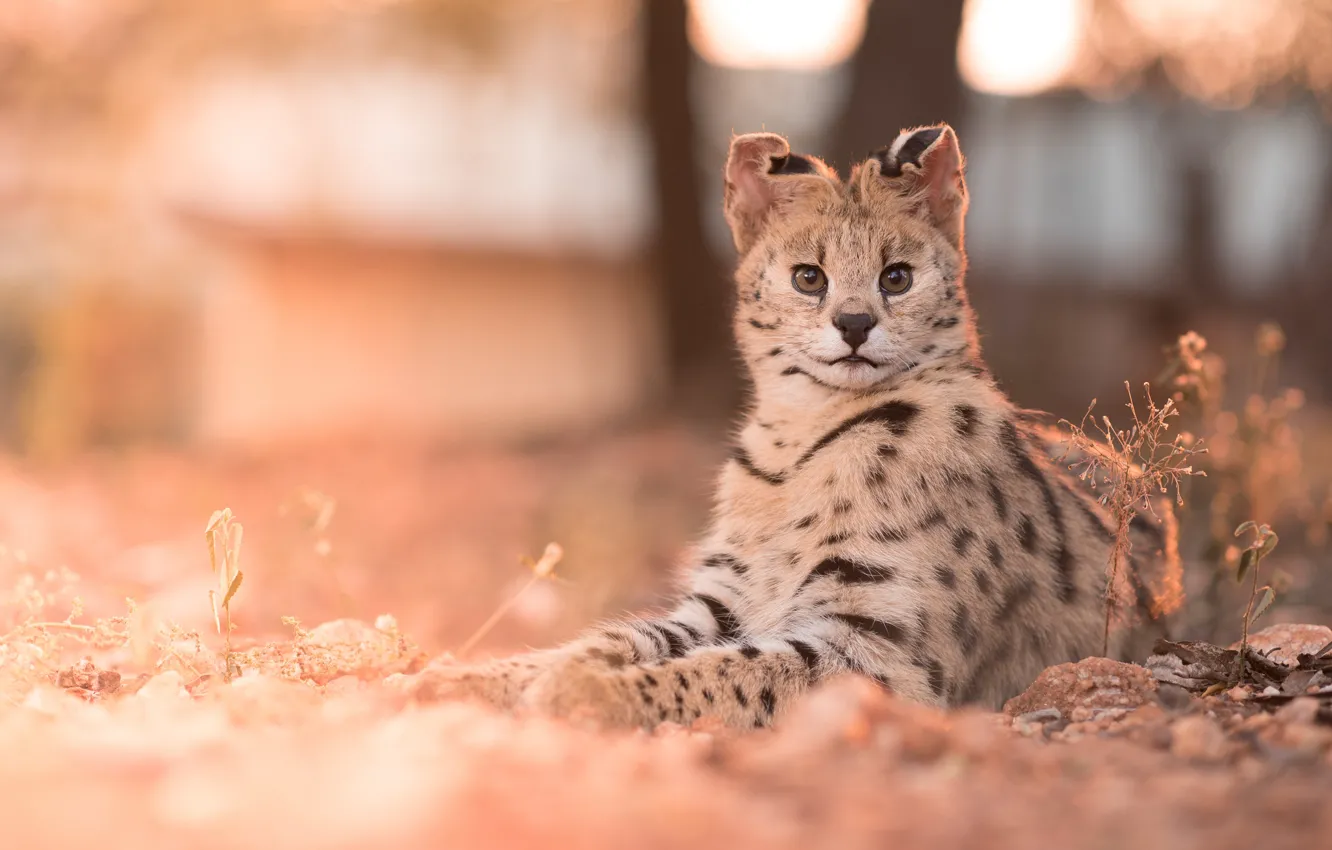 Photo wallpaper face, nature, bokeh, Serval