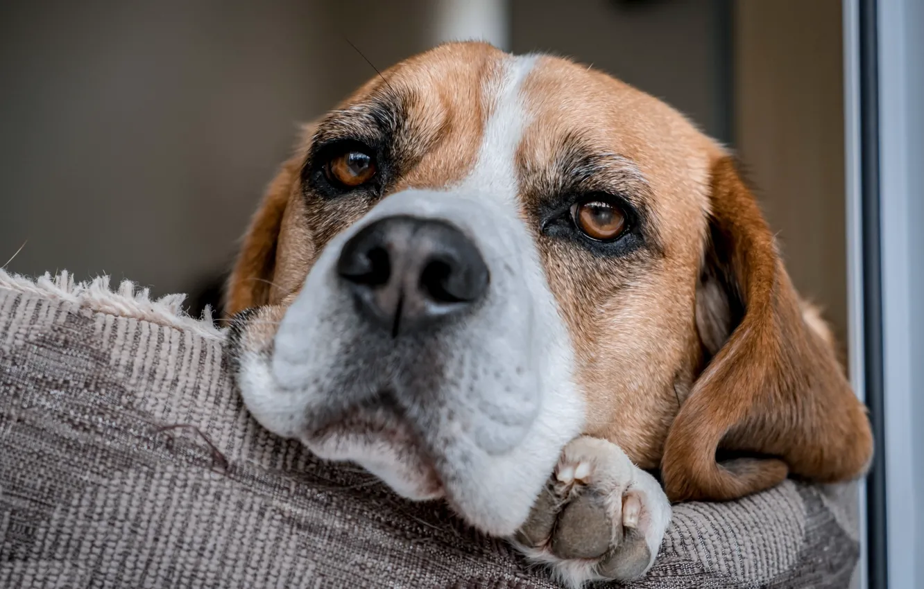 Photo wallpaper look, each, dog