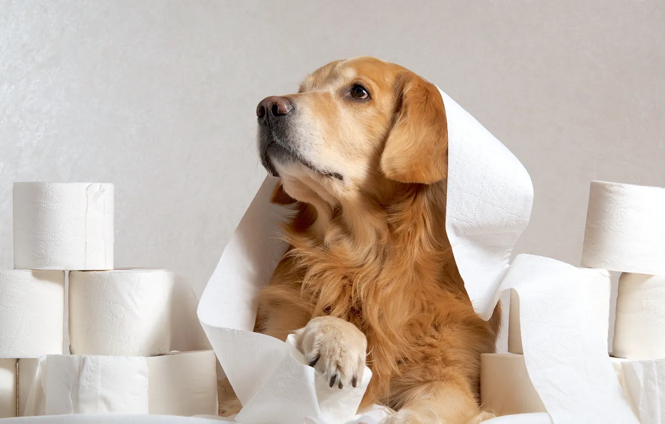 Photo wallpaper look, paper, each, dog