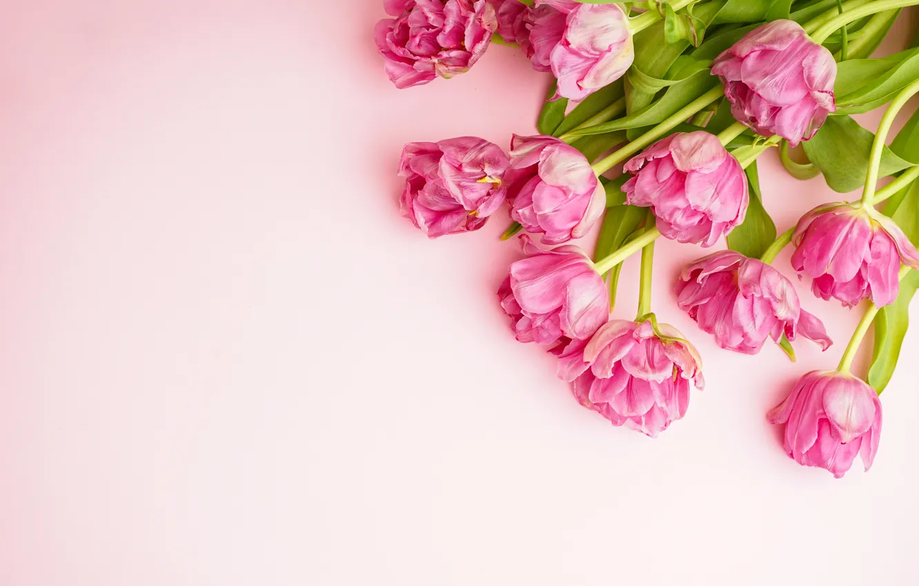 Photo wallpaper flowers, bouquet, tulips, pink, pink, flowers, beautiful, tulips