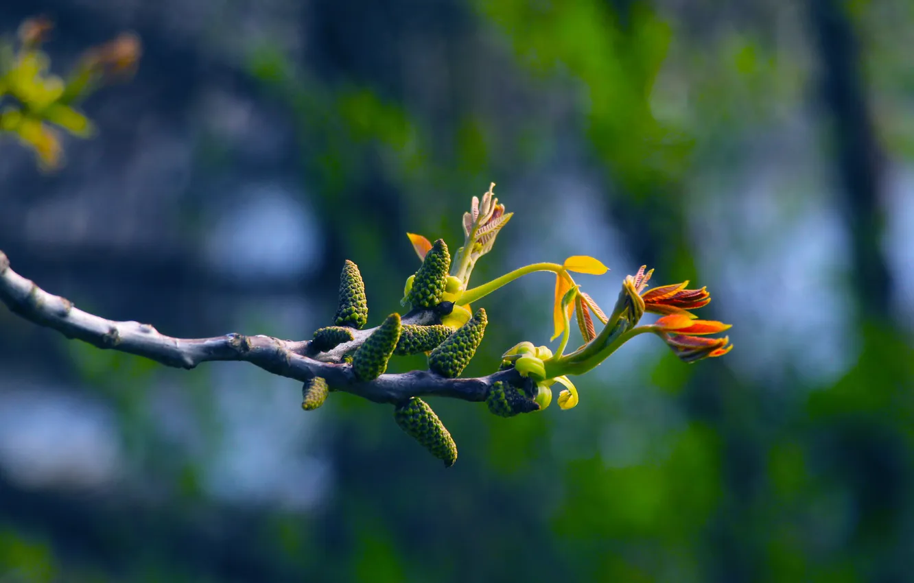 Photo wallpaper spring, leaf, twig