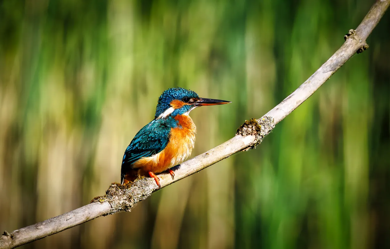 Photo wallpaper bird, branch, Kingfisher, bird