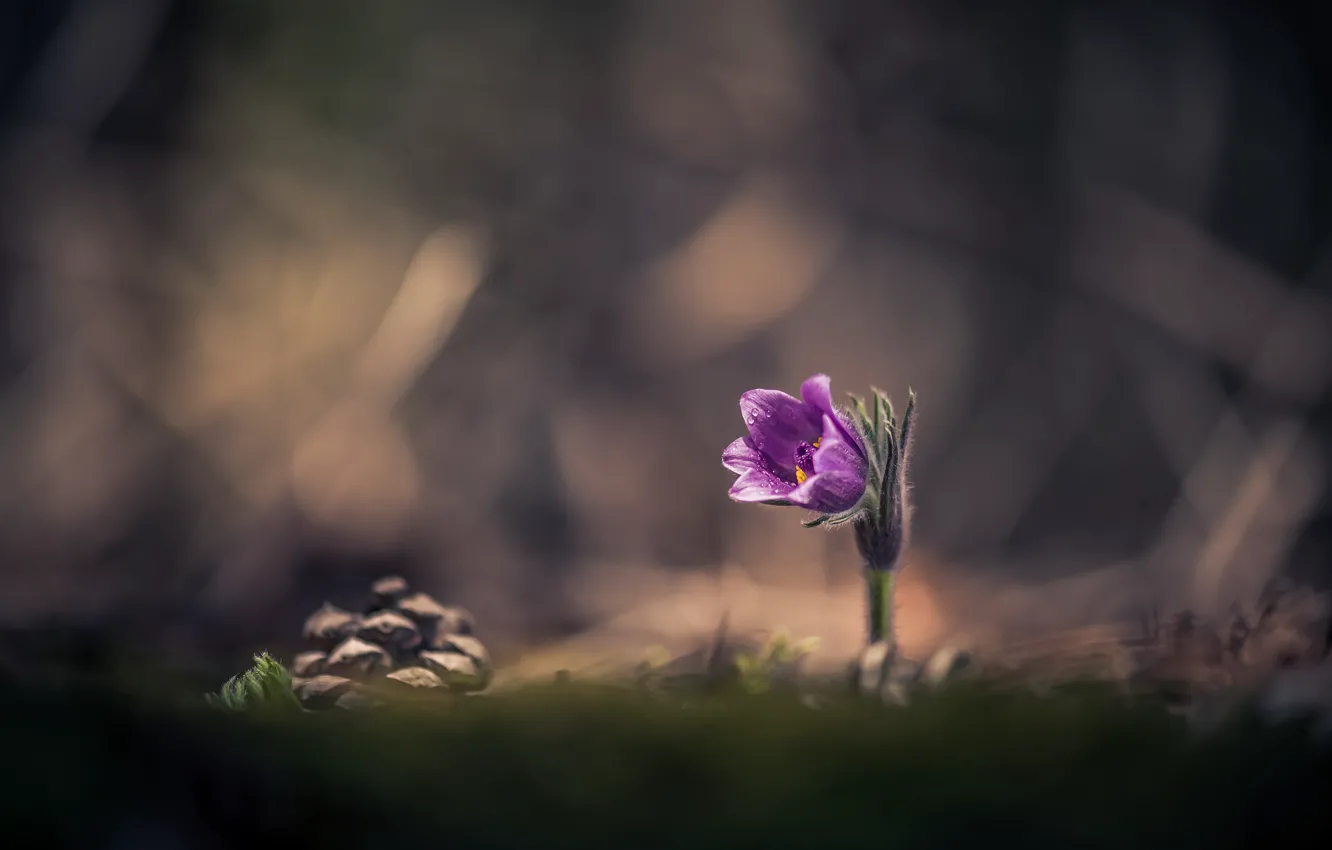 Photo wallpaper flower, nature, spring, bump, primrose, sleep-grass, cross, Atanas Kulishev