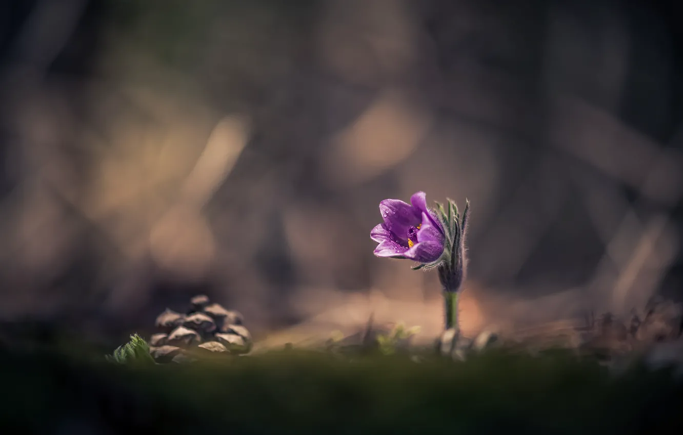 Photo wallpaper flowers, nature, spring, bumps, primrose, sleep-grass, cross, Atanas Kulishev