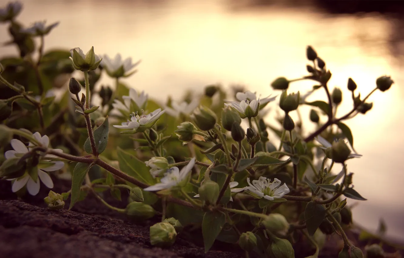 Photo wallpaper leaves, macro, sunset, flowers, the evening, white, buds, vines