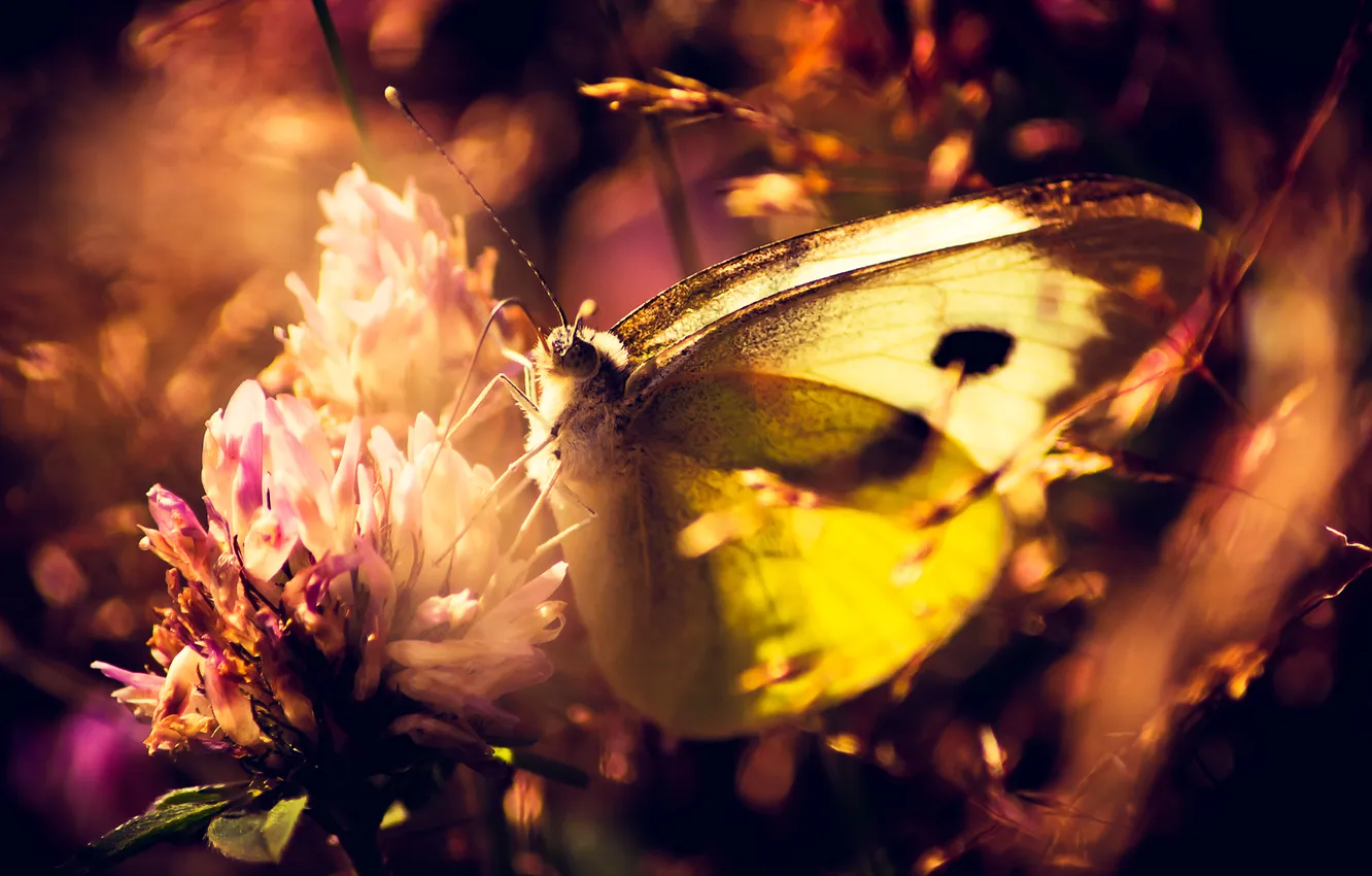 Photo wallpaper flowers, butterfly, plant, macro. nature