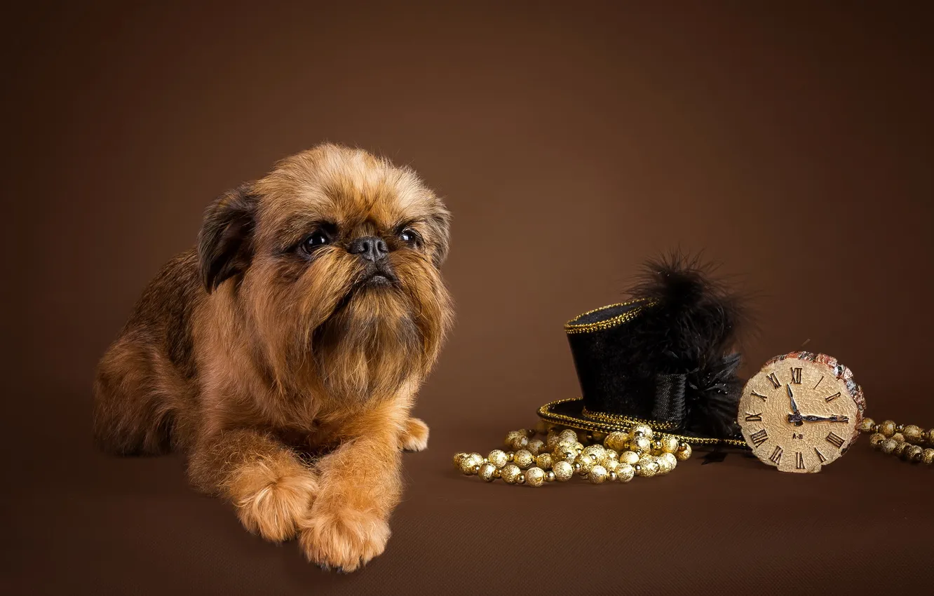 Photo wallpaper look, each, dog