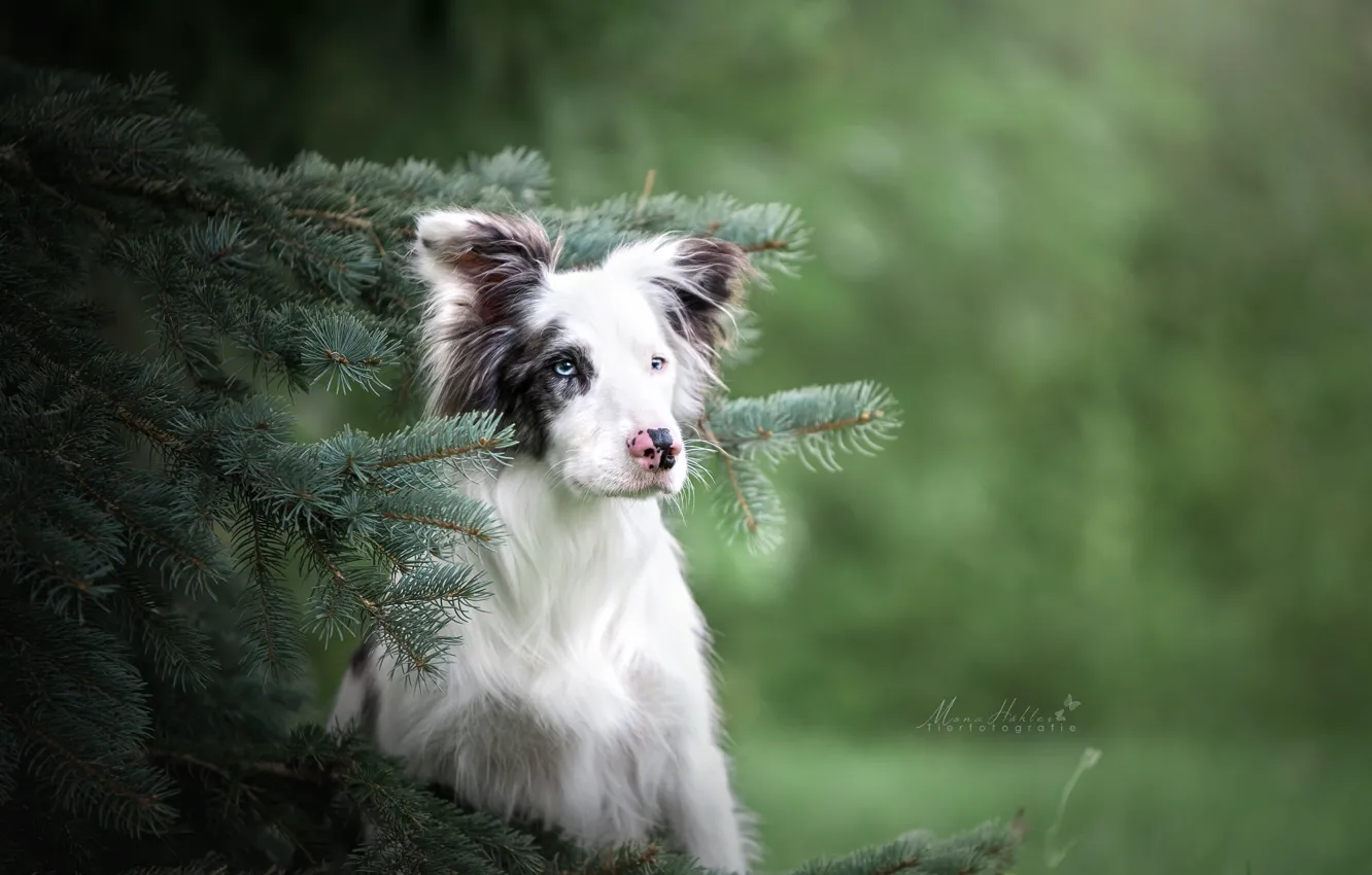 Photo wallpaper branches, portrait, spruce, dog, bokeh, The border collie