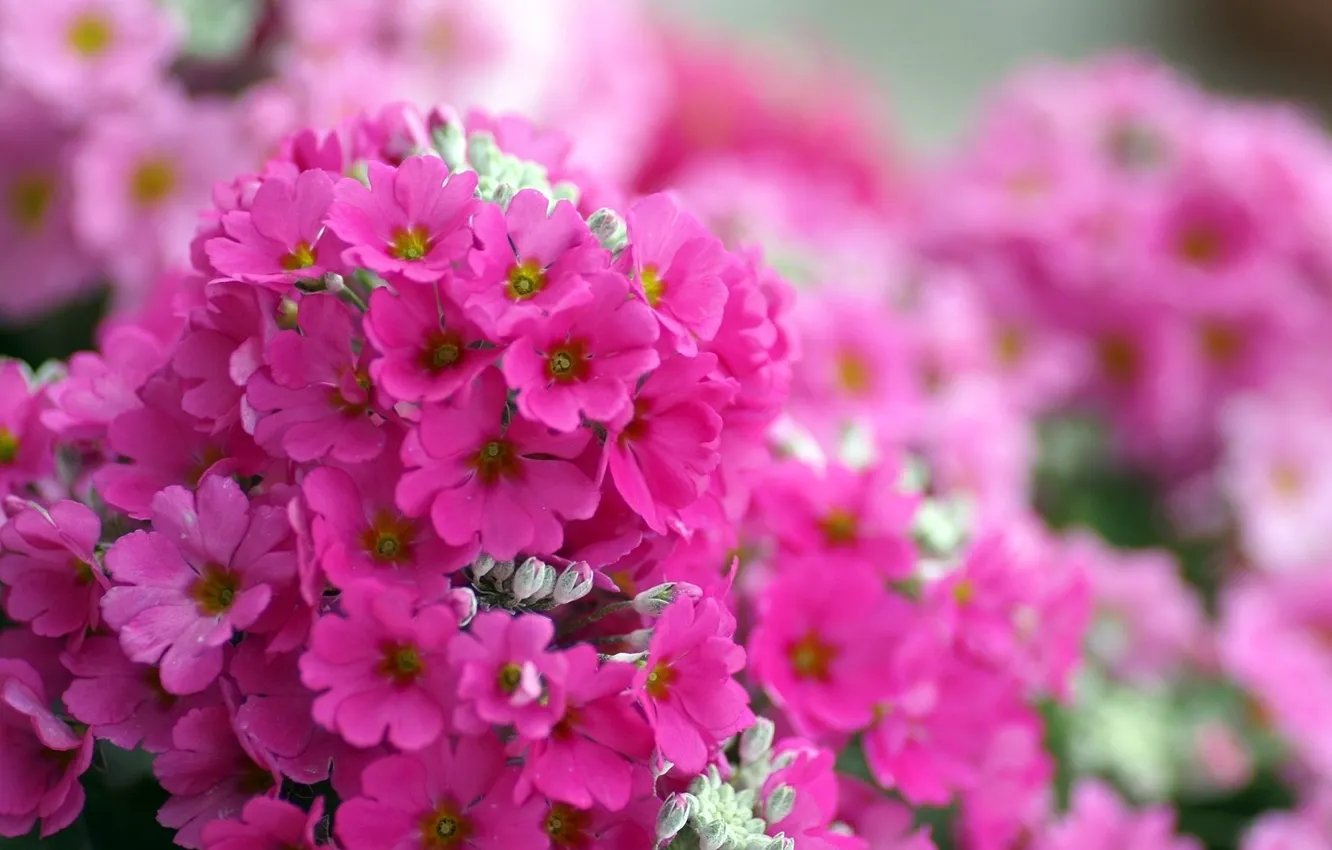 Photo wallpaper macro, flowers, bright, pink, Phlox