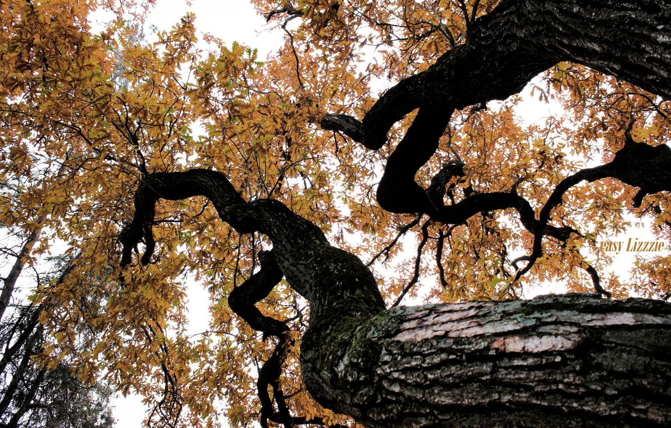 Photo wallpaper autumn, leaves, tree, bark, oak, autmn, autumn in the Park, oak