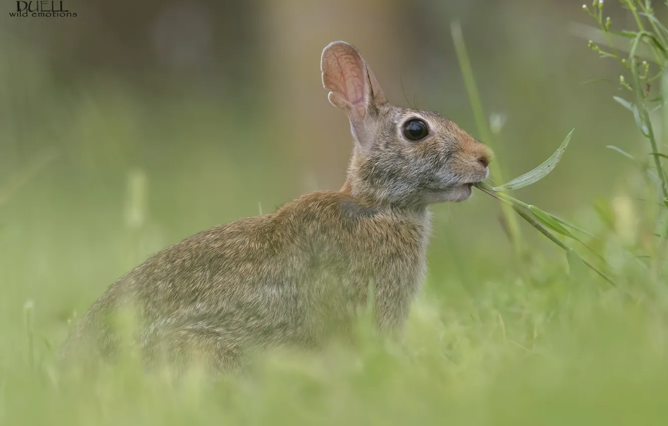 Photo wallpaper grass, nature, hare, chews, DUELL ©