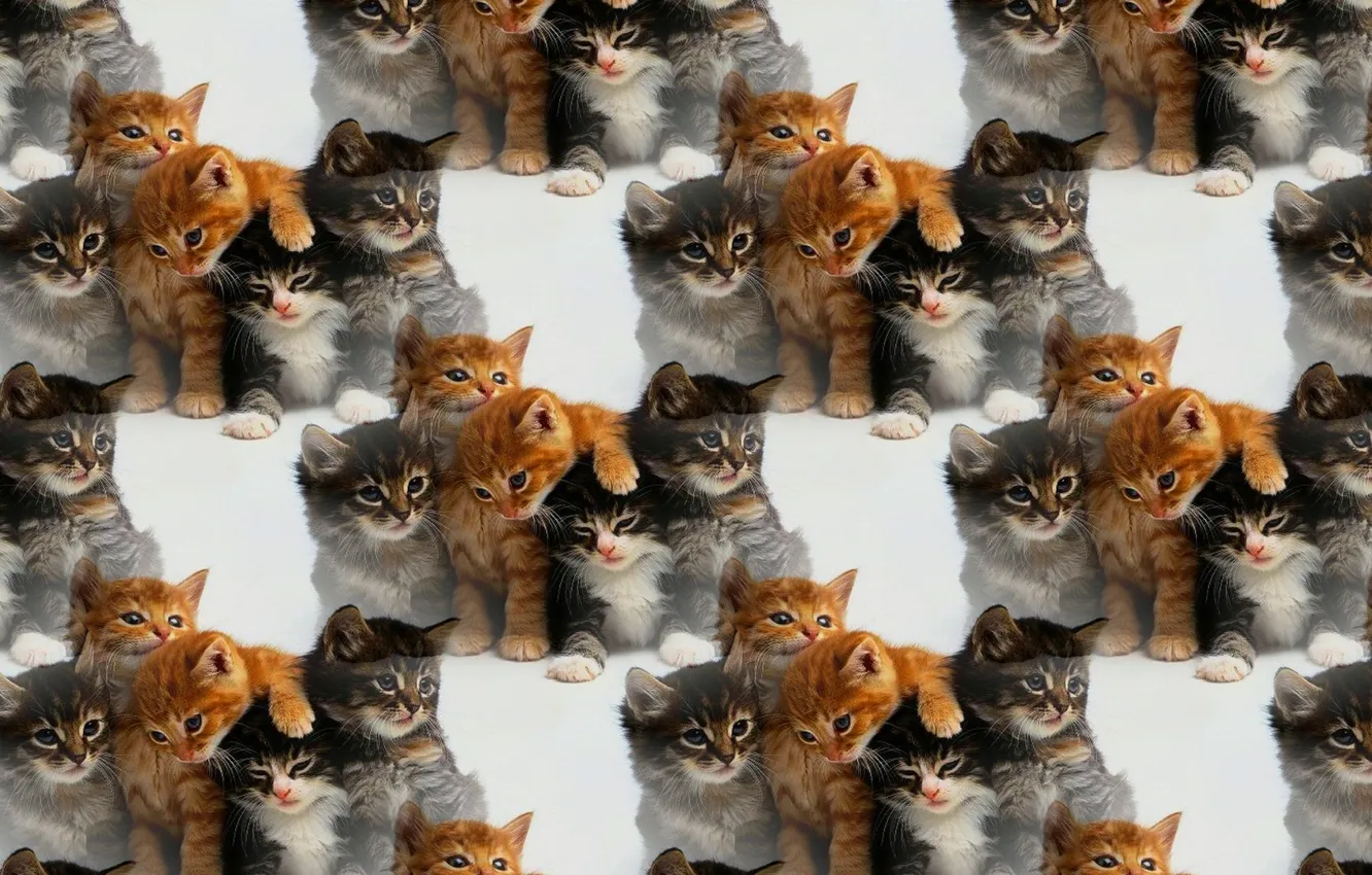 Photo wallpaper background, texture, baby, kitty, company