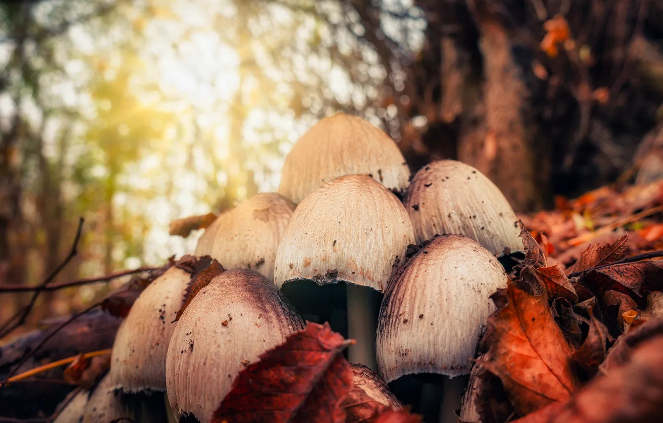 Photo wallpaper forest, nature, mushrooms