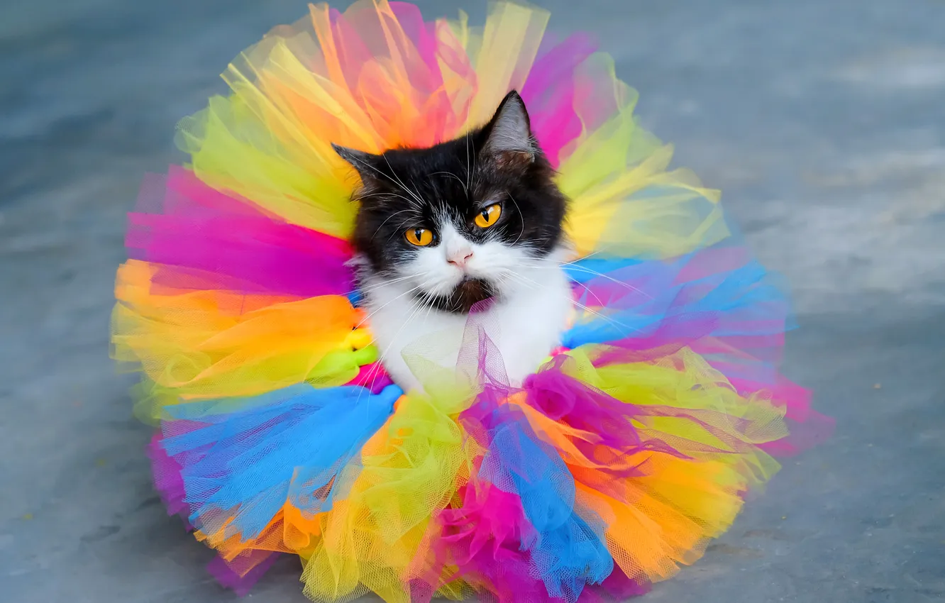 Photo wallpaper cat, cat, look, pose, skirt, costume, outfit, black and white