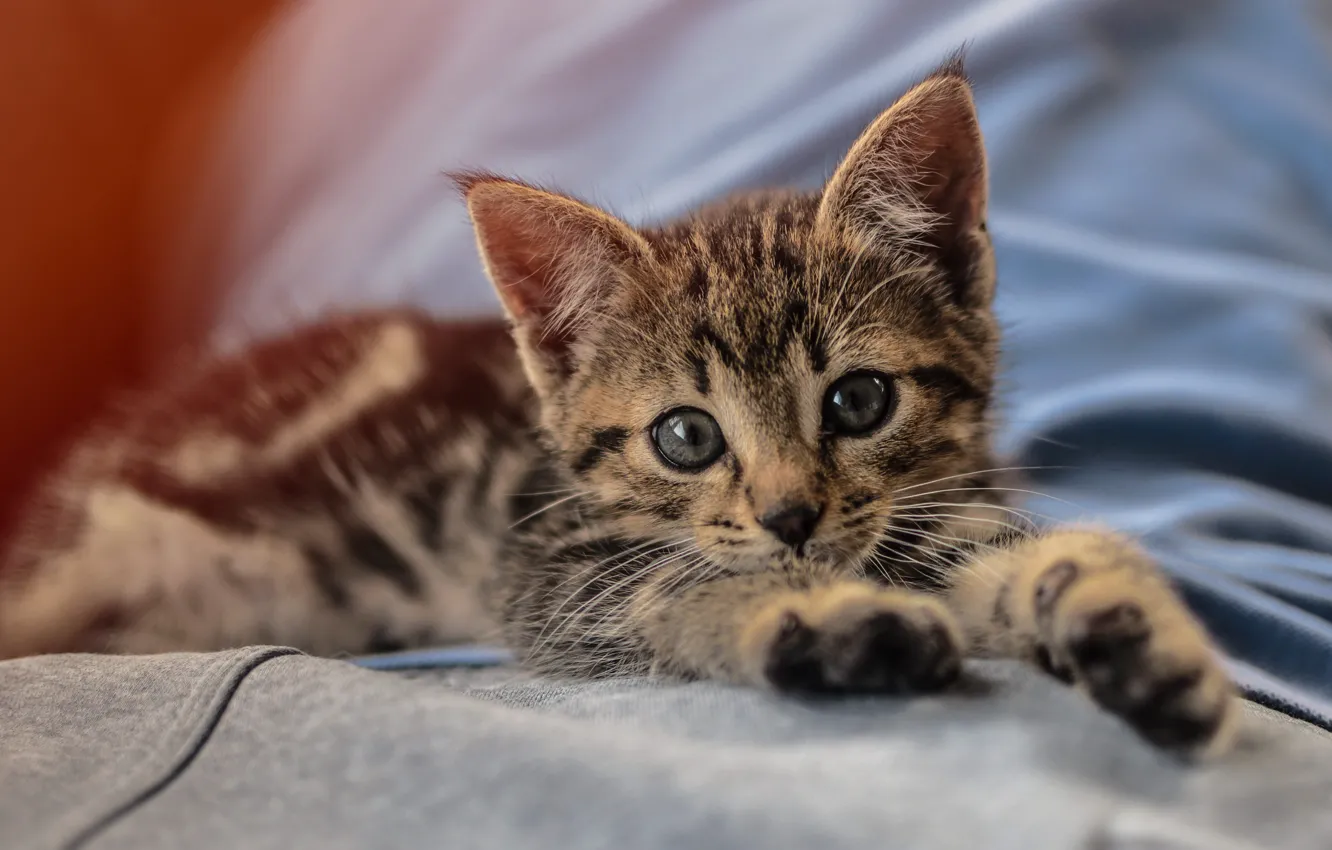 Photo wallpaper cat, look, pose, grey, legs, bed, lies, kitty