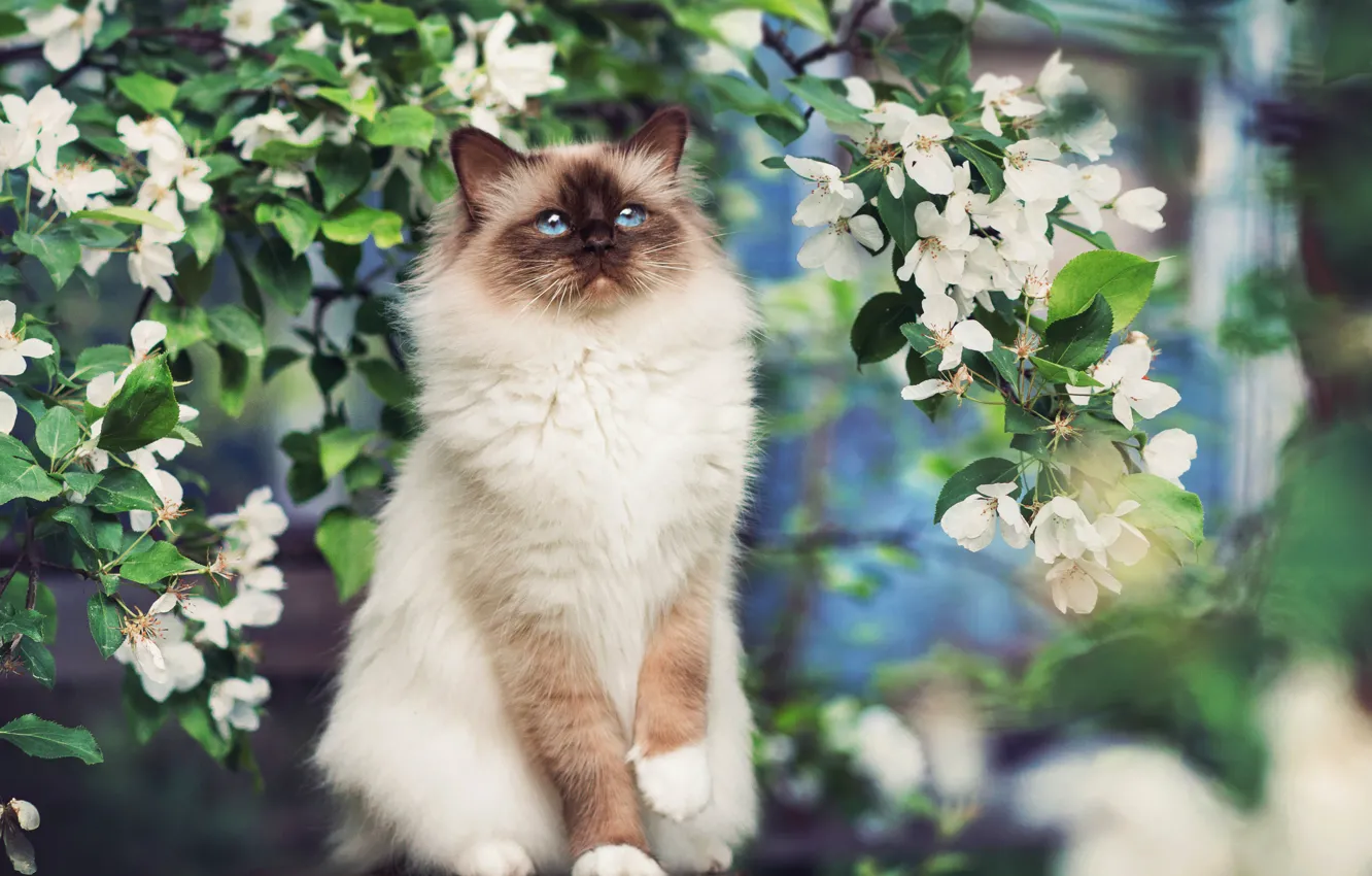 Photo wallpaper flowers, branches, tree, spring, Cat, Siamese