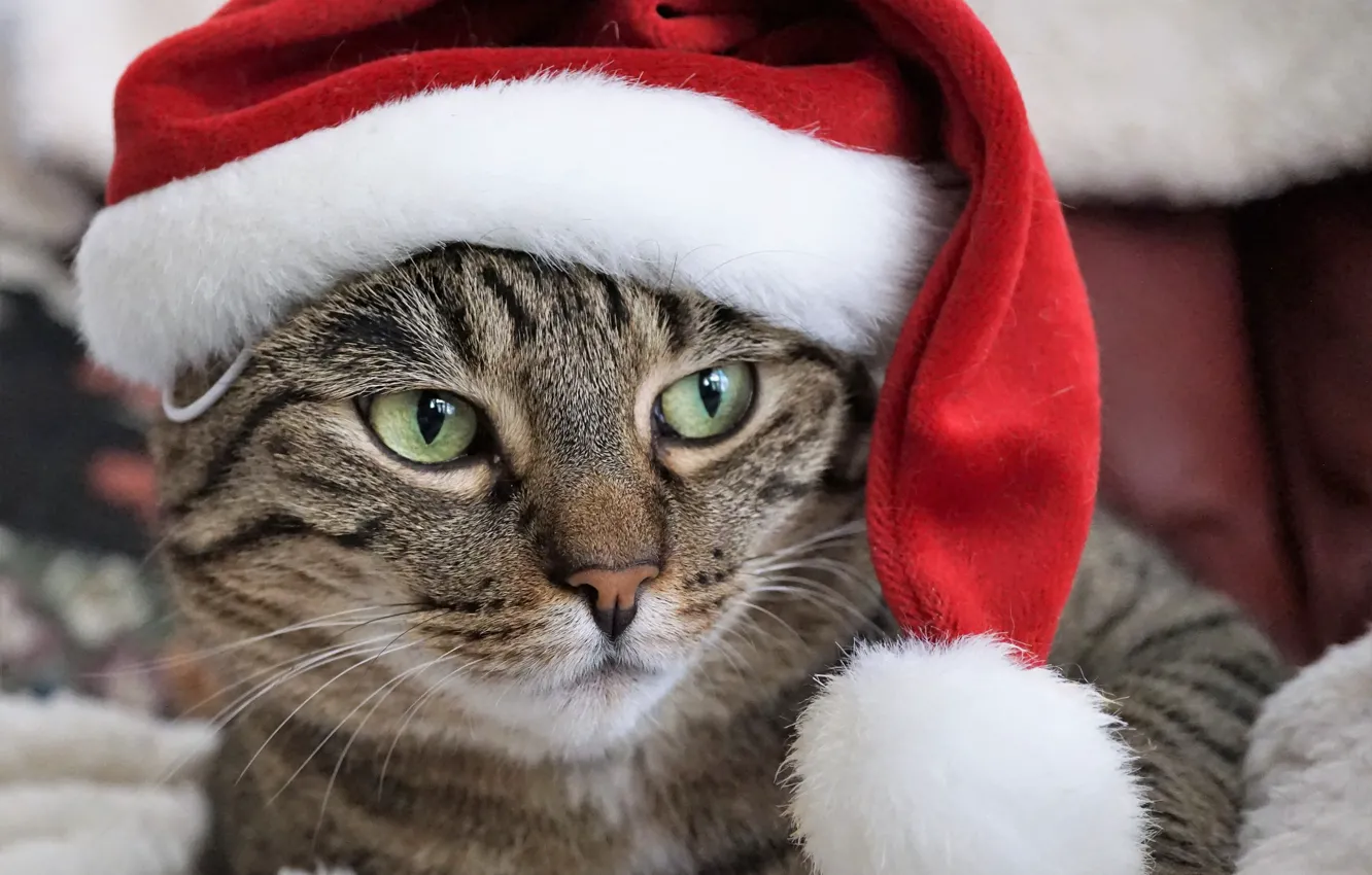 Photo wallpaper cat, portrait, Santa, face, cap