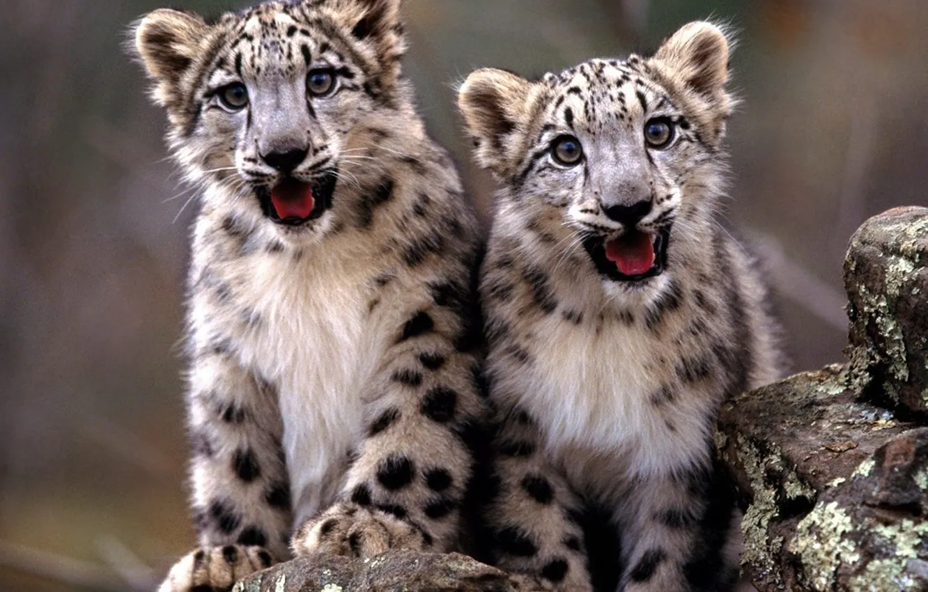 Photo wallpaper snow, -leopard, baby_animals, leopards-animals