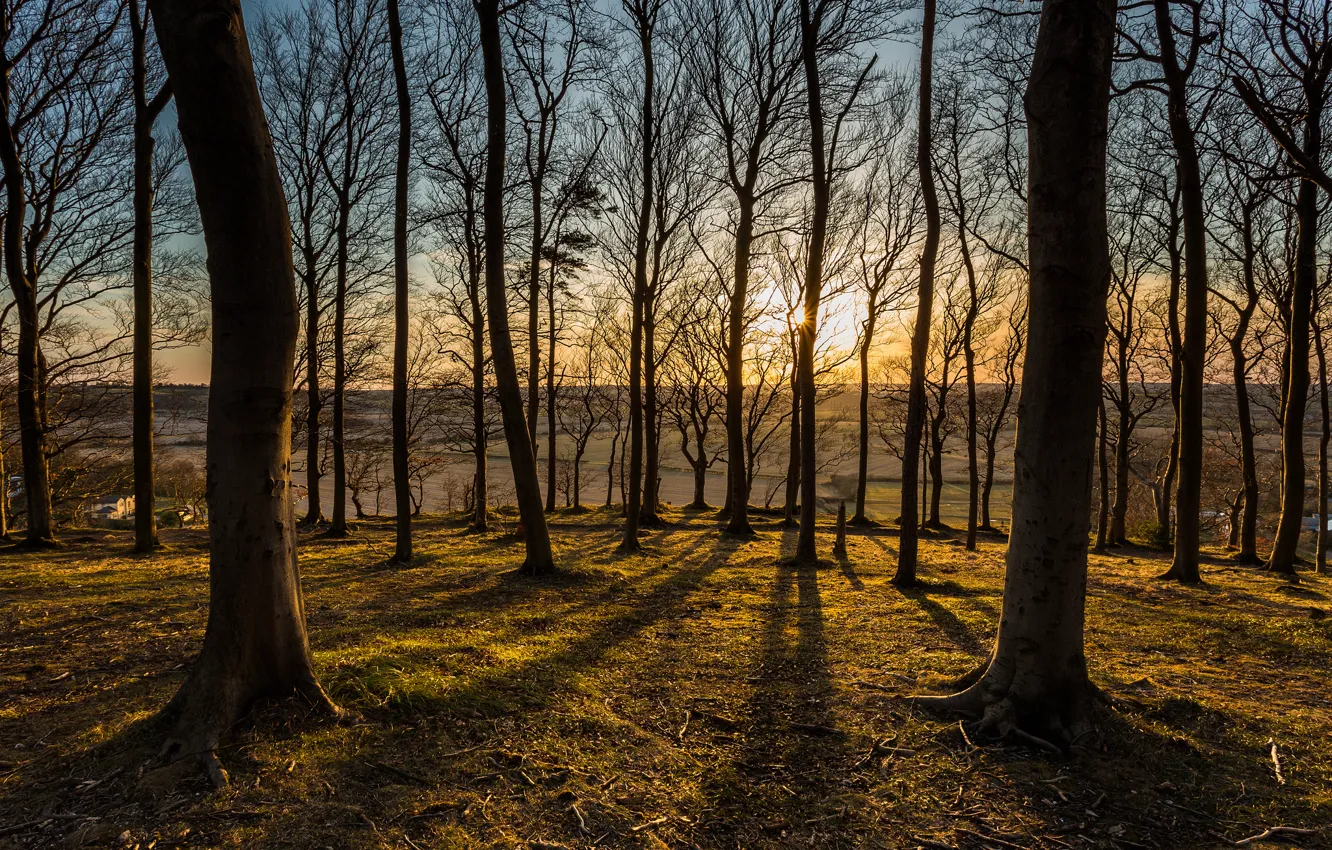 Photo wallpaper forest, the sun, trees, sunset, view