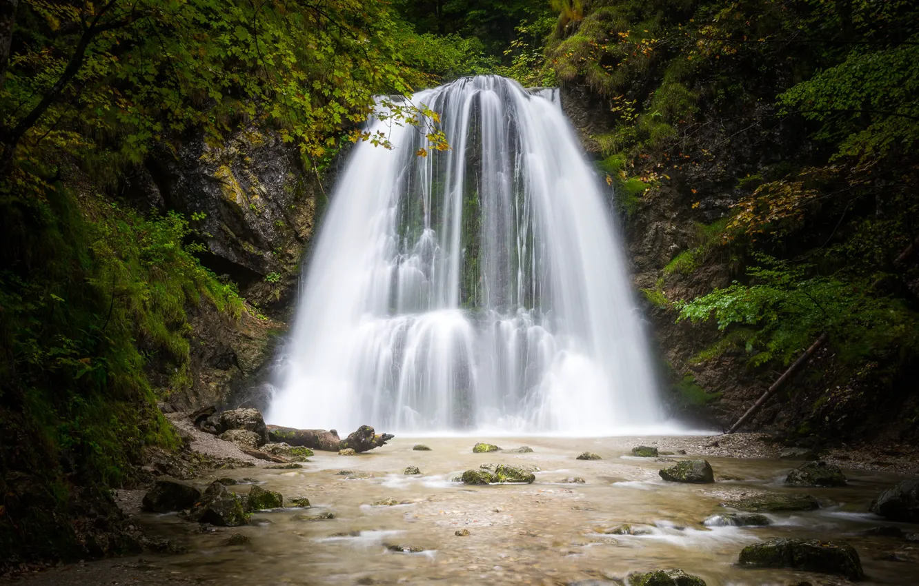 Photo wallpaper forest, trees, stream, stones, waterfall