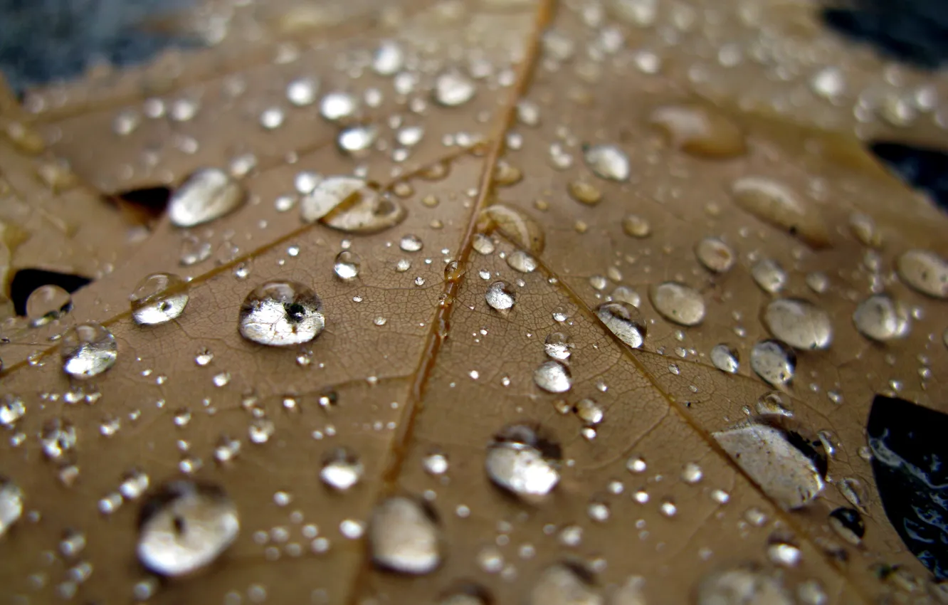 Photo wallpaper water, drops, macro, sheet, rain, cool, autumn