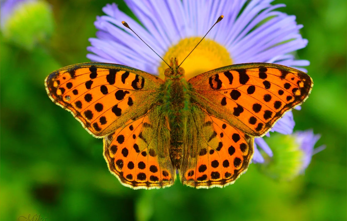 Photo wallpaper macro, butterfly, butterfly, macro