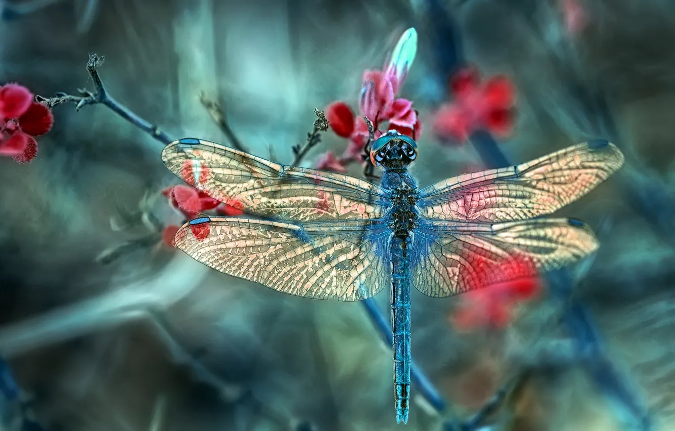 Photo wallpaper macro, dragonfly, insect