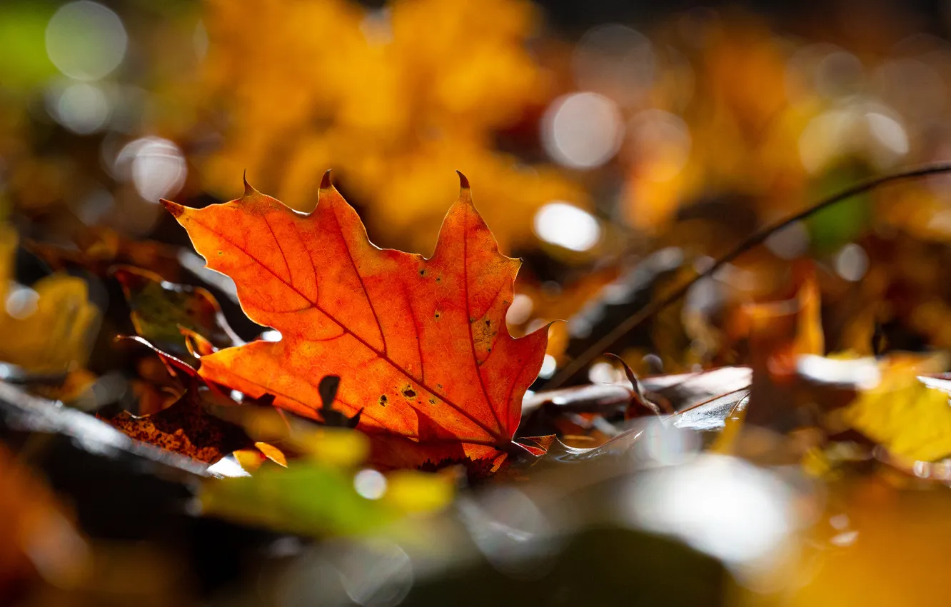 Photo wallpaper autumn, leaves, macro