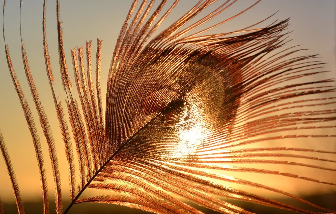 Photo wallpaper the sky, macro, sunset, peacock feather