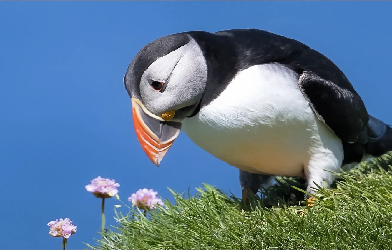 Photo wallpaper nature, bird, surprise, stalled, animals, nature, bird