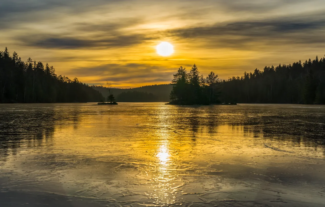 Photo wallpaper forest, night, lake