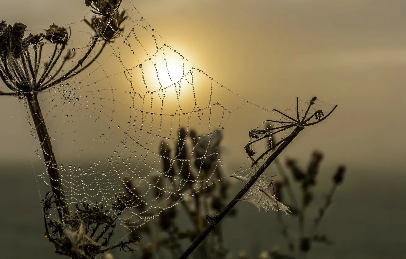 Photo wallpaper drops, nature, Rosa, web, morning