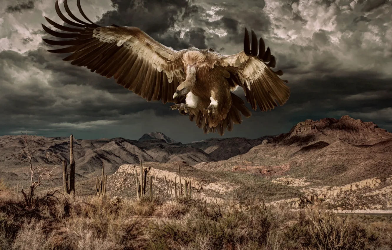 Photo wallpaper HILLS, MOUNTAINS, The SKY, WINGS, CLOUDS, TOPS, BIRD, PREDATOR