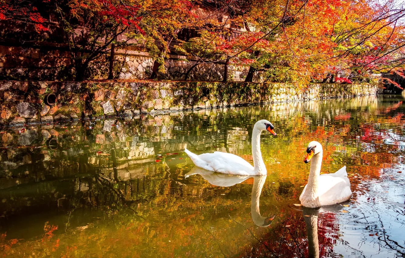 Photo wallpaper autumn, pond, Park, bird, swans
