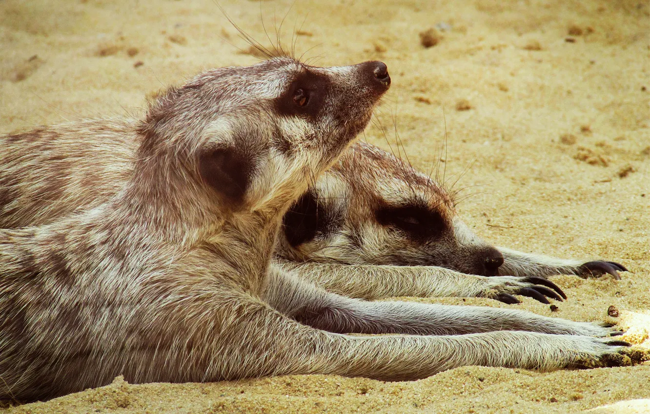 Photo wallpaper sand, meerkats, pair, Logins